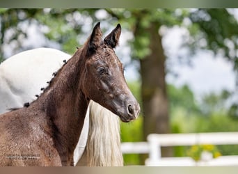 Trakehner, Merrie, 1 Jaar, Donkerbruin