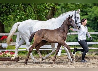 Trakehner, Merrie, 1 Jaar, Donkerbruin