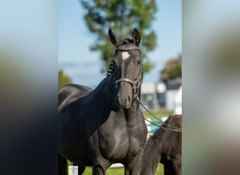 Trakehner, Merrie, 1 Jaar, Donkerbruin