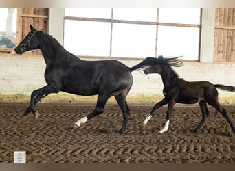 Trakehner, Merrie, 1 Jaar, Donkerbruin