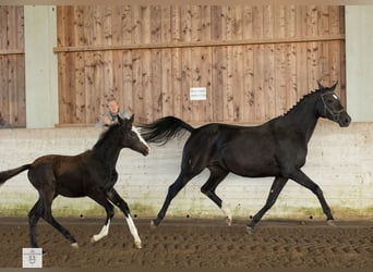 Trakehner, Merrie, 1 Jaar, Donkerbruin