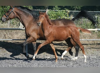 Trakehner, Merrie, 1 Jaar, Donkere-vos