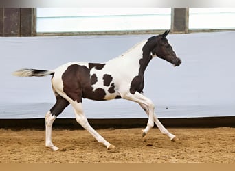 Trakehner, Merrie, 1 Jaar, Gevlekt-paard