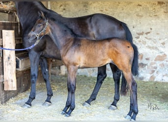 Trakehner, Merrie, 1 Jaar, Schimmel