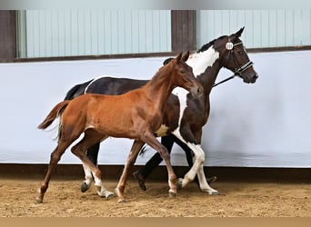 Trakehner, Merrie, 1 Jaar, Vos
