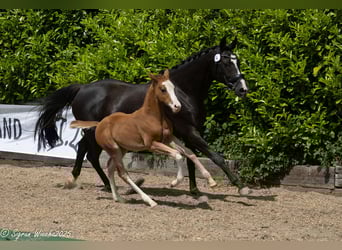 Trakehner, Merrie, 1 Jaar, Vos