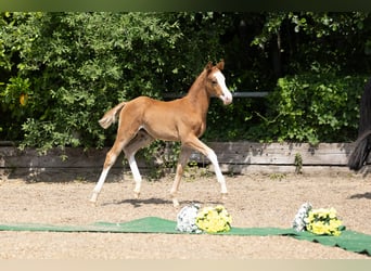 Trakehner, Merrie, 1 Jaar, Vos