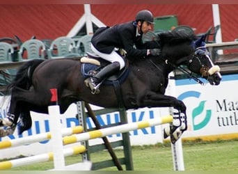 Trakehner, Merrie, 1 Jaar, Vos