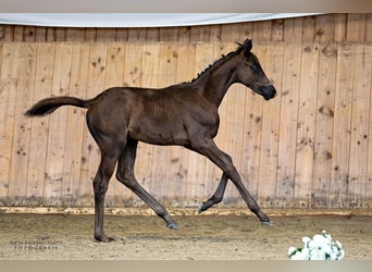 Trakehner, Merrie, 1 Jaar, Zwart