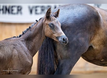 Trakehner, Merrie, 1 Jaar, Zwart