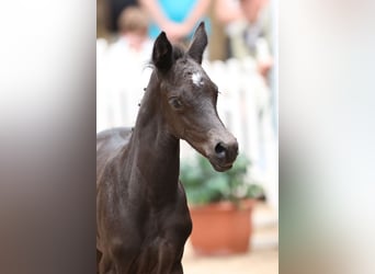 Trakehner, Merrie, 1 Jaar, Zwart