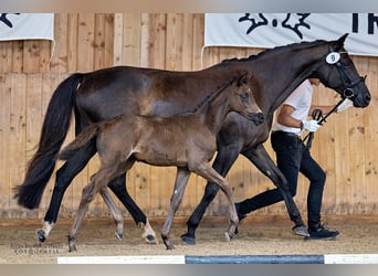 Trakehner, Merrie, 1 Jaar, Zwart