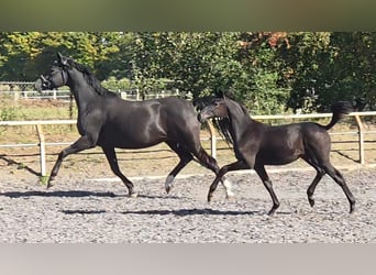 Trakehner, Merrie, 1 Jaar, Zwart