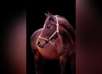 Trakehner Mix, Merrie, 20 Jaar, 163 cm, Donkerbruin