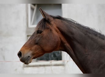 Trakehner, Merrie, 21 Jaar, 163 cm, Bruin