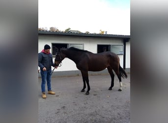 Trakehner, Merrie, 23 Jaar, 160 cm, Donkerbruin