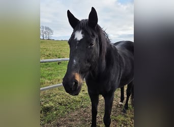 Trakehner, Merrie, 24 Jaar