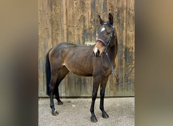 Trakehner, Stute, 2 Jahre, 147 cm, Brauner