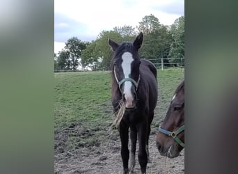 Trakehner, Merrie, 2 Jaar, 151 cm, Zwartbruin