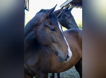 Trakehner, Merrie, 2 Jaar, 162 cm, Donkerbruin
