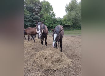 Trakehner, Merrie, 2 Jaar, 162 cm, Zwartbruin