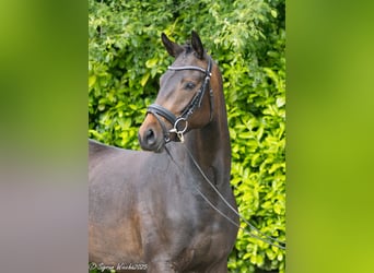 Trakehner, Merrie, 2 Jaar, 163 cm, Donkerbruin