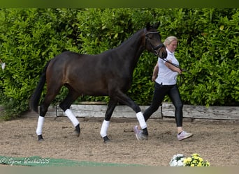 Trakehner, Merrie, 2 Jaar, 163 cm, Donkerbruin