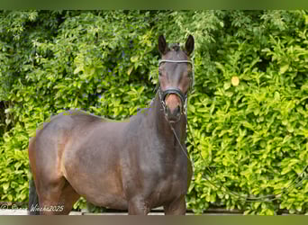 Trakehner, Merrie, 2 Jaar, 163 cm, Donkerbruin