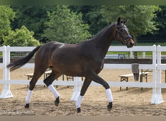Trakehner, Merrie, 2 Jaar, 163 cm, Donkerbruin