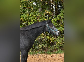 Trakehner, Merrie, 2 Jaar, 164 cm, Appelschimmel