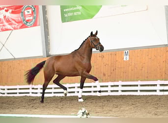 Trakehner, Merrie, 2 Jaar, 164 cm, Bruin