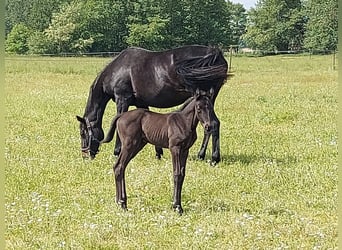 Trakehner, Merrie, 2 Jaar, 167 cm, Zwart