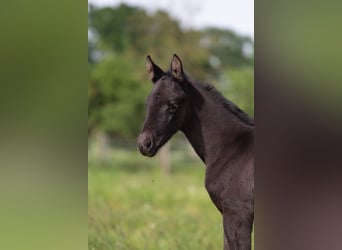 Trakehner, Merrie, 2 Jaar, 167 cm, Zwart