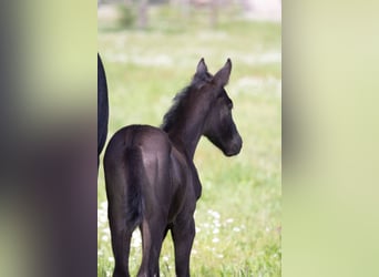 Trakehner, Merrie, 2 Jaar, 167 cm, Zwart