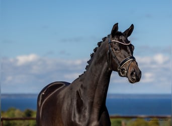 Trakehner, Merrie, 2 Jaar, 167 cm, Zwartbruin