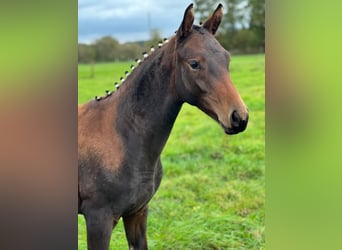 Trakehner, Merrie, 2 Jaar, 168 cm