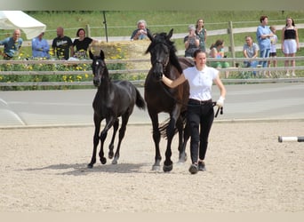 Trakehner, Merrie, 2 Jaar, 170 cm, Zwartschimmel