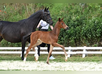Trakehner, Merrie, 2 Jaar, Bruin
