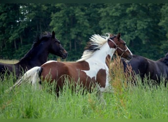 Trakehner, Merrie, 2 Jaar, Gevlekt-paard