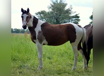 Trakehner, Merrie, 2 Jaar, Gevlekt-paard