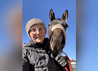 Trakehner, Merrie, 2 Jaar, Zwart