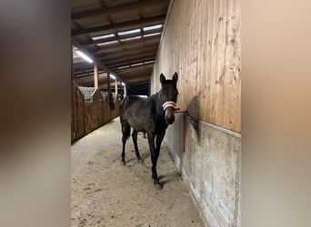 Trakehner, Merrie, 2 Jaar, Zwart