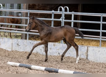 Trakehner, Merrie, 3 Jaar, 160 cm, Bruin