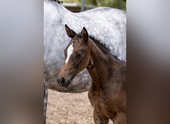 Trakehner, Merrie, 3 Jaar, 160 cm, Bruin