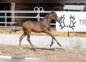 Trakehner, Merrie, 3 Jaar, 160 cm, Bruin