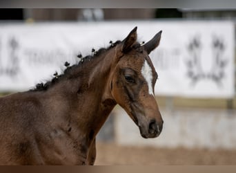 Trakehner, Merrie, 3 Jaar, 160 cm, Bruin