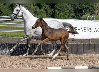 Trakehner, Merrie, 3 Jaar, 160 cm, Bruin