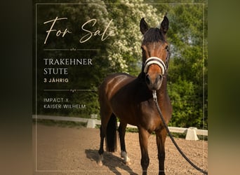 Trakehner, Merrie, 3 Jaar, 160 cm, Bruin
