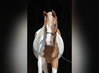 Trakehner, Merrie, 3 Jaar, 160 cm, Gevlekt-paard
