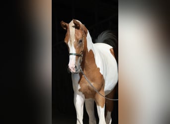Trakehner, Merrie, 3 Jaar, 160 cm, Gevlekt-paard